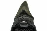 Serrated, Fossil Megalodon Tooth - South Carolina #328972-2